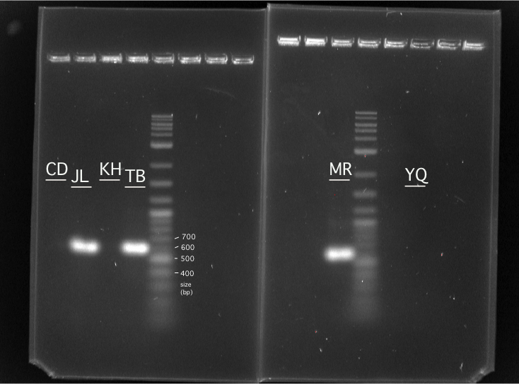 Fri lab PCR gel