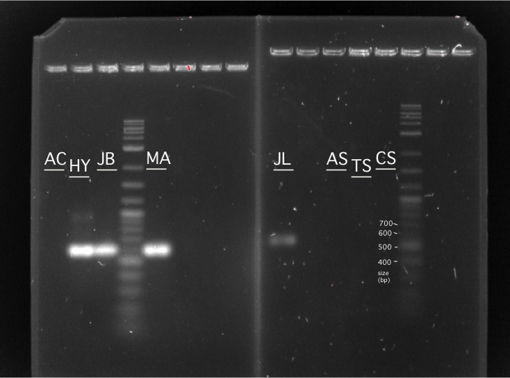 Fri lab PCR gel