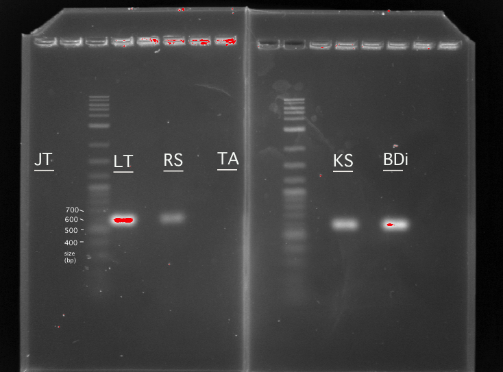 Mon lab PCR gel