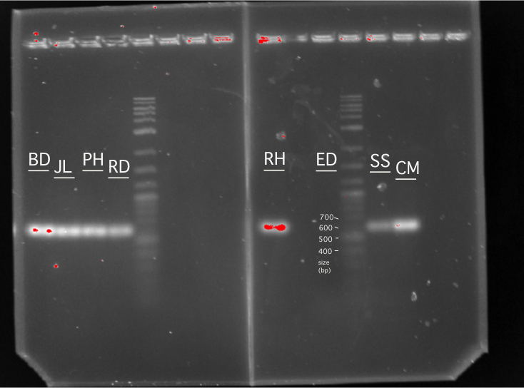 Mon lab PCR gel