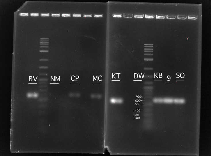 Thurs lab PCR gel