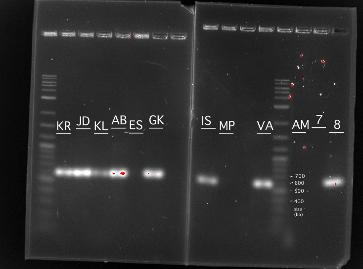 Thurs lab PCR gel