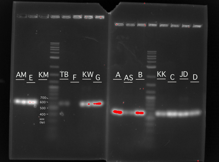 Wed lab PCR gel