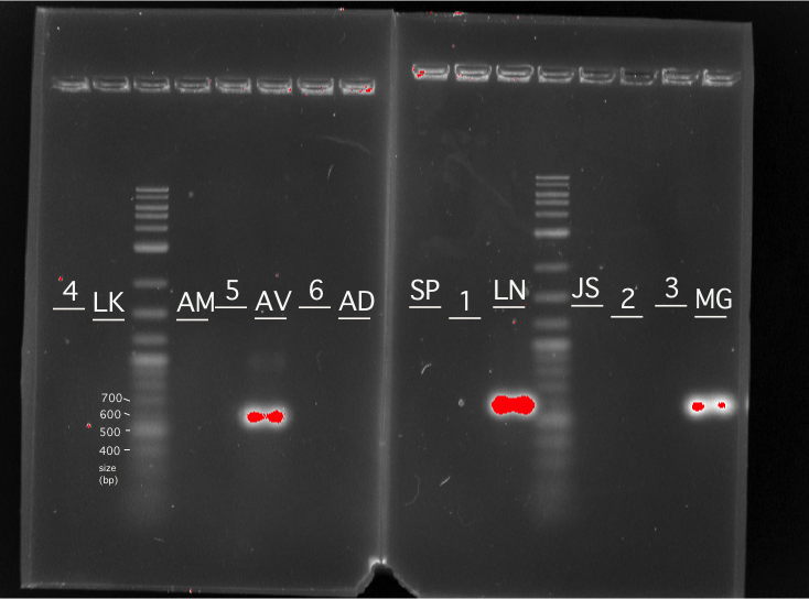 Wed lab PCR gel