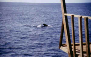 whale.jpg (167229 bytes)