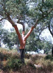 cork tree.jpg (551505 bytes)