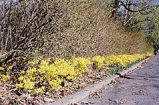 Heat loss effects to flowering bushes, Bethlehem, PA.