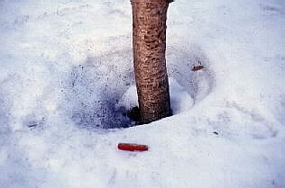 IR radiation from tree melts surrounding snow.
